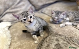 Bengal cats for sale: Stunning silver bengal cross - Image 9