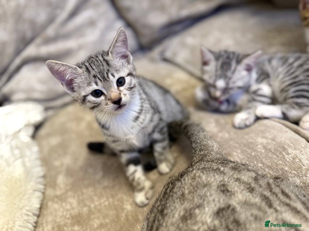 Bengal cats for sale: Stunning silver bengal cross - Image 9