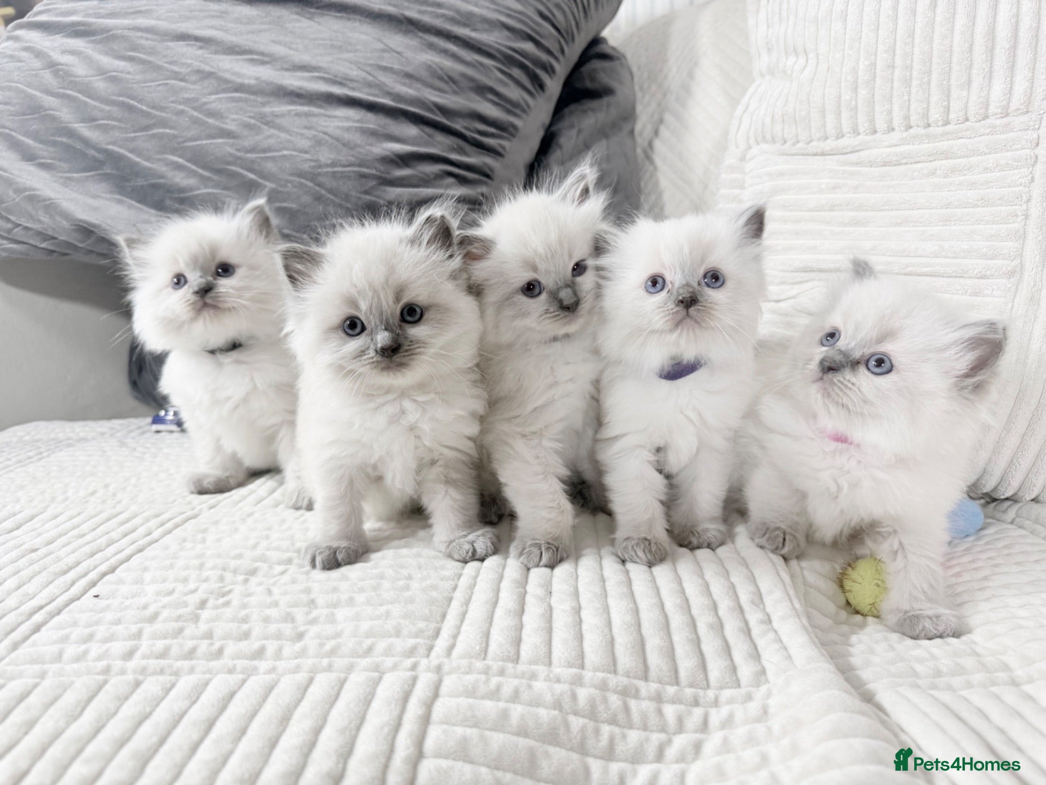 Ragdoll cats Blue Point Ragdoll Kittens 3 boys left  - Advert 1