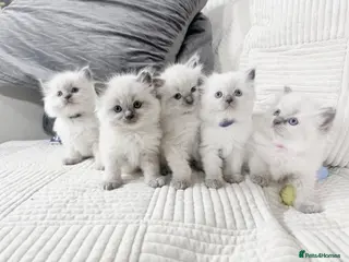 Ragdoll cats Blue Point Ragdoll Kittens for sale - Advert 1