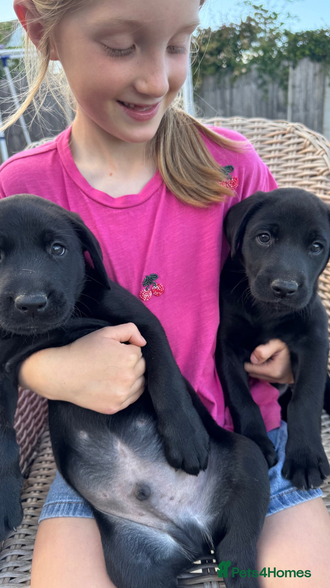 Labrador Retriever dogs KC Registered Working Labrador Pups  - Advert 2