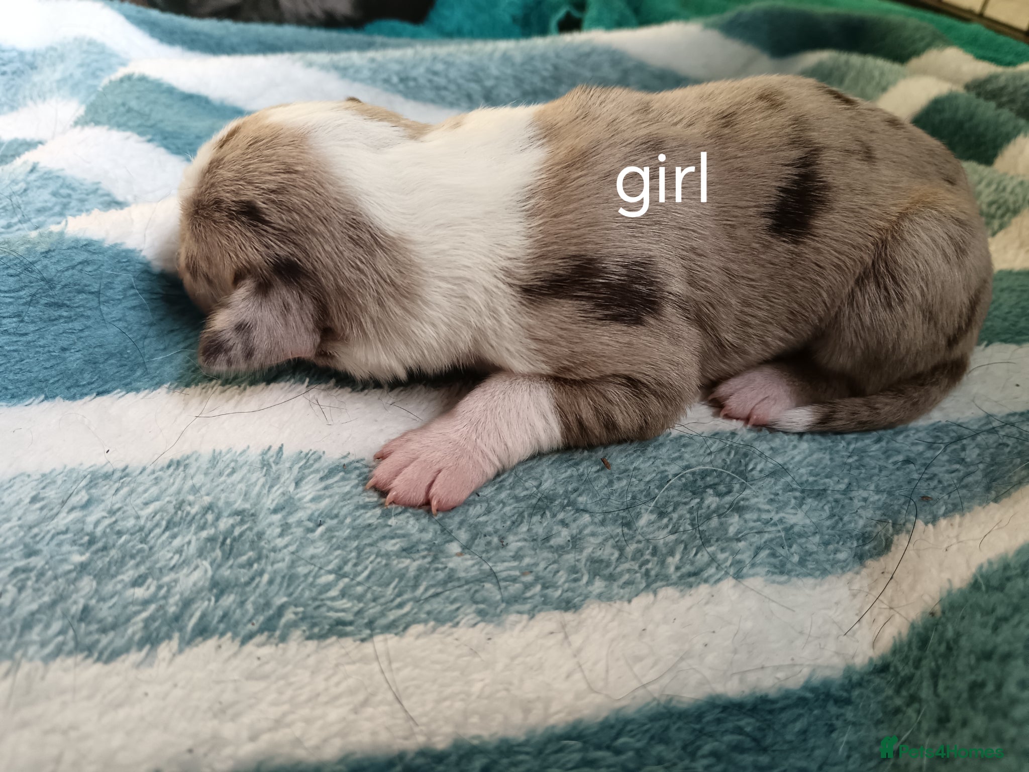 Mixed Breed dogs Border collie pups - Advert 13