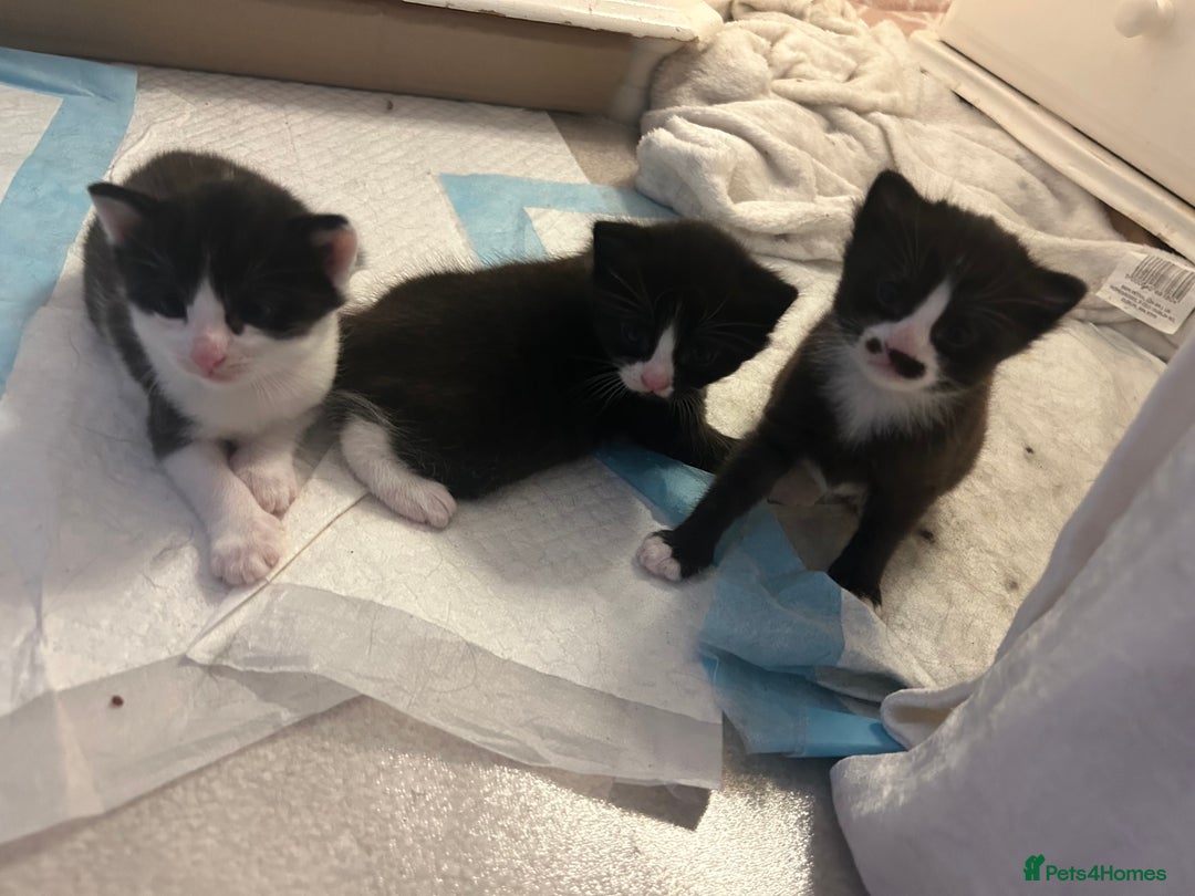 Mixed Breed cats for sale: 3 ragdoll mix kittens  - Image 2
