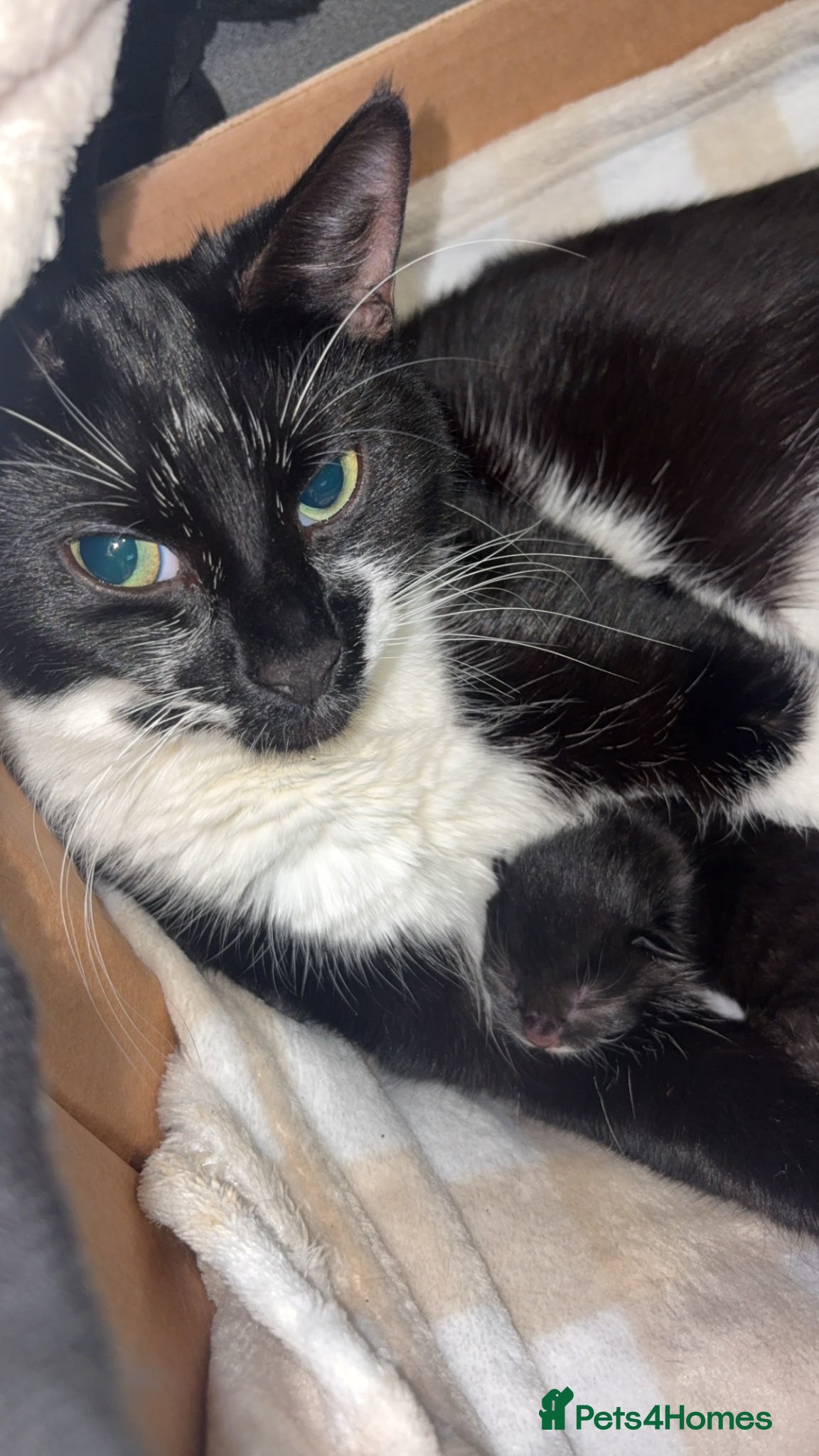 British Shorthair cats BSH X BLH kittens 2 male 1 female  - Advert 16
