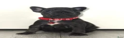 French Bulldog dogs for sale: Beautiful French Bulldog Puppies in Bath - Advert 11