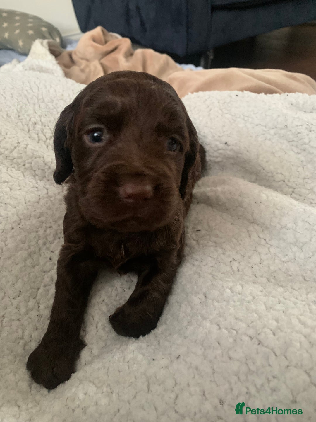 Cocker Spaniel dogs for sale: PURE CHOCOLATE WORKING COCKER SPANIELS  - Advert 4