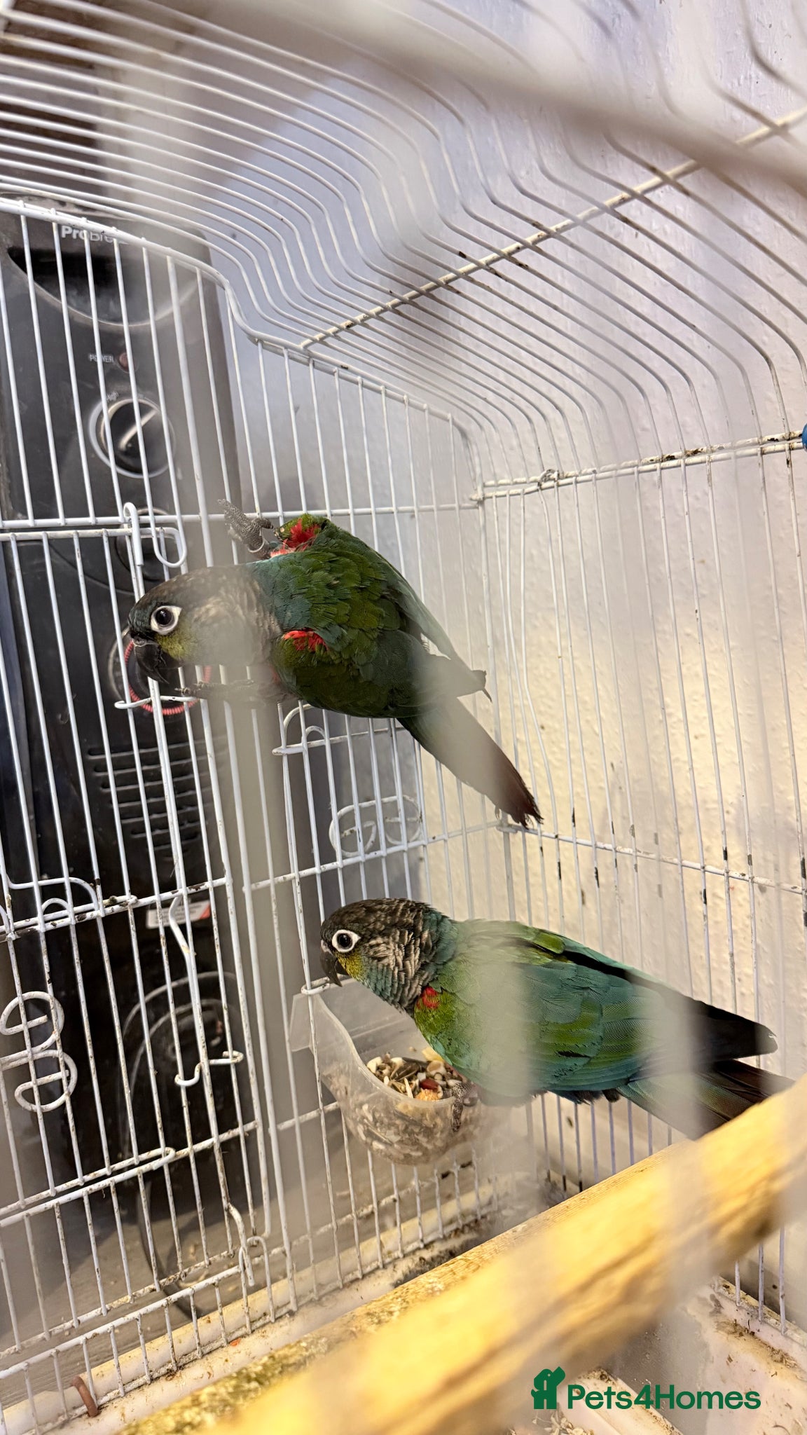 Conures birds for sale: Bonded pair of crimson bellied conures - Advert 1