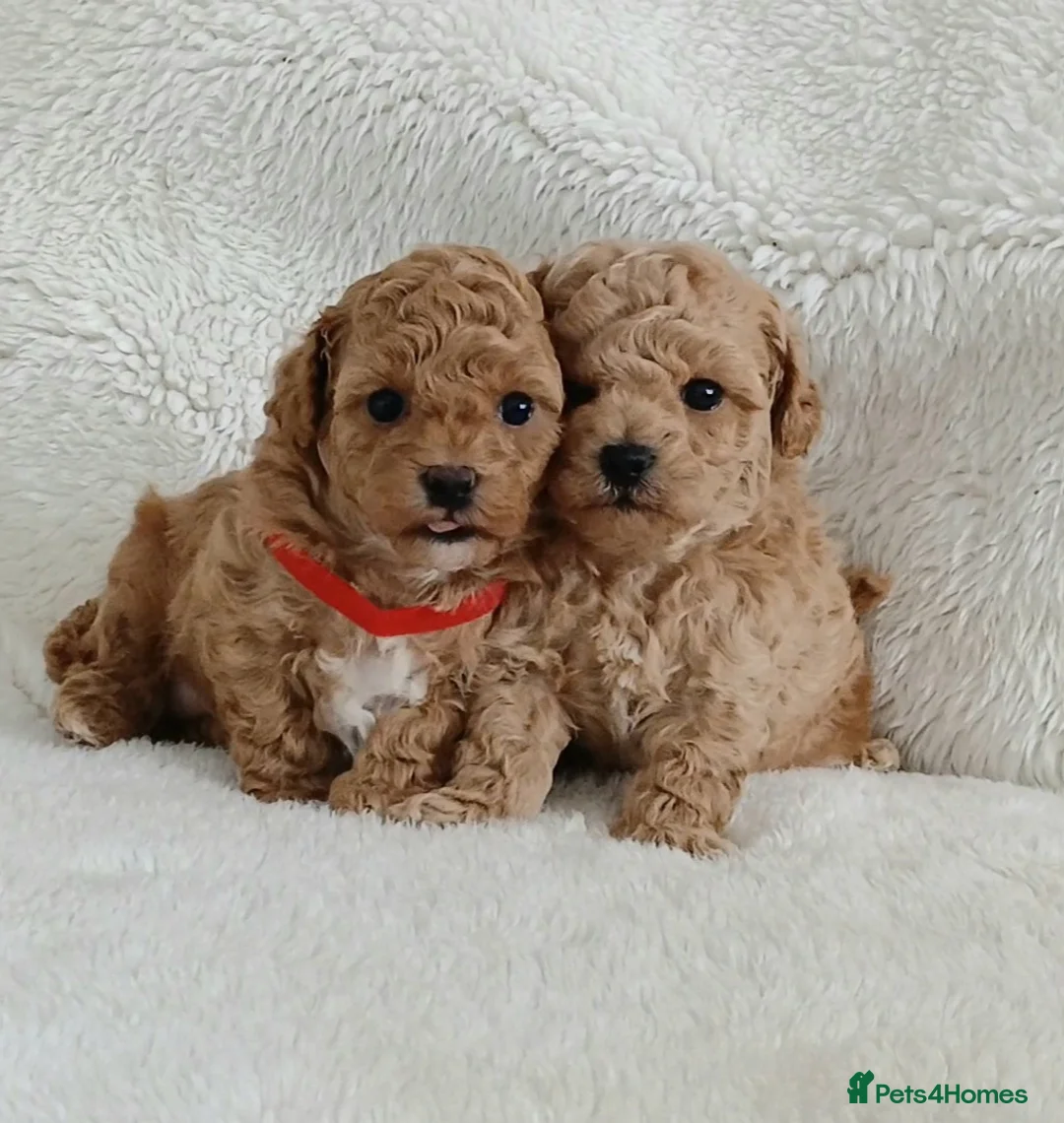 Poochon dogs for sale: Exquisite Poochon Puppies  - Advert 1