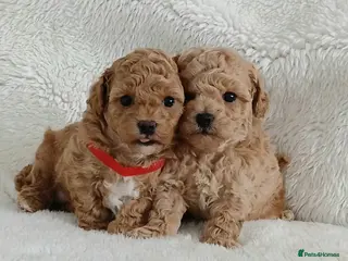 Poochon dogs Exquisite Poochon Puppies - Advert 2