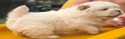 Chow Chow dogs for sale: Platinum chow chow  - Advert 14