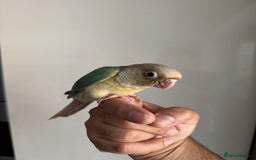Conures birds for sale: Hand Reared Tame baby conures  - Image 26