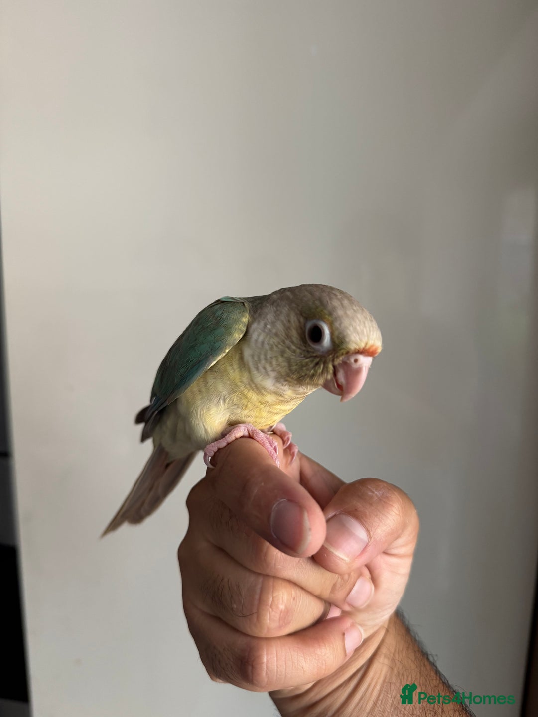 Conures birds for sale: Hand Reared Tame baby conures  - Image 26