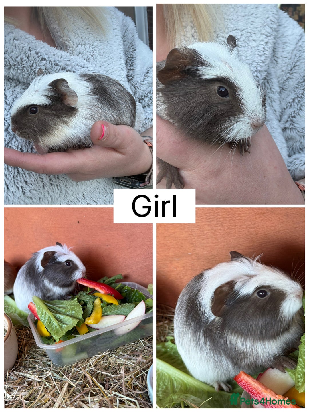 Guinea Pig rodents for sale: Baby Guinea Pigs for sale  - Advert 3