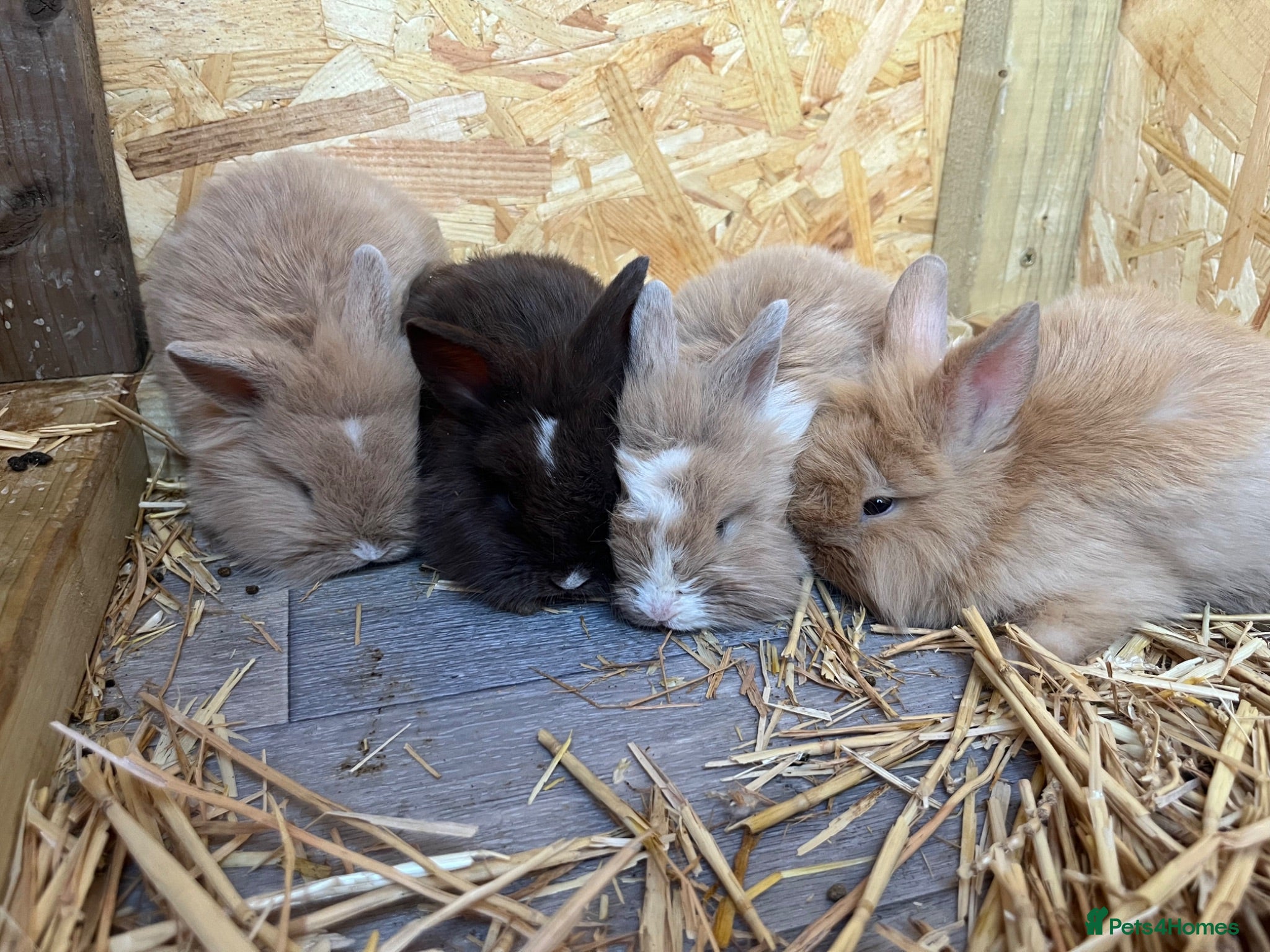 Mini Lion Lop rabbits  Beautiful Mini Lion Lop Bunnies  - Advert 8