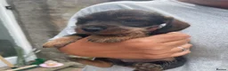 Dachshund dogs for sale: 3 beautiful boy wired haired sausages  - Advert 22