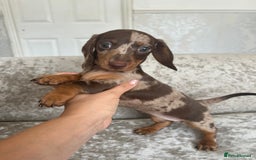 Dachshund dogs for sale: Dachshund puppies  - Image 7