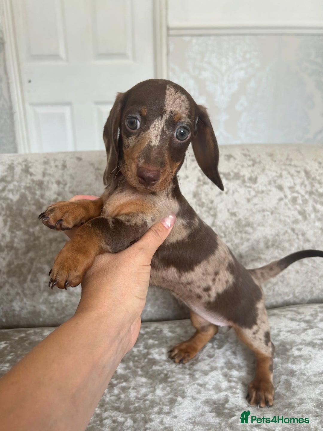 Dachshund dogs for sale: Dachshund puppies  - Image 7