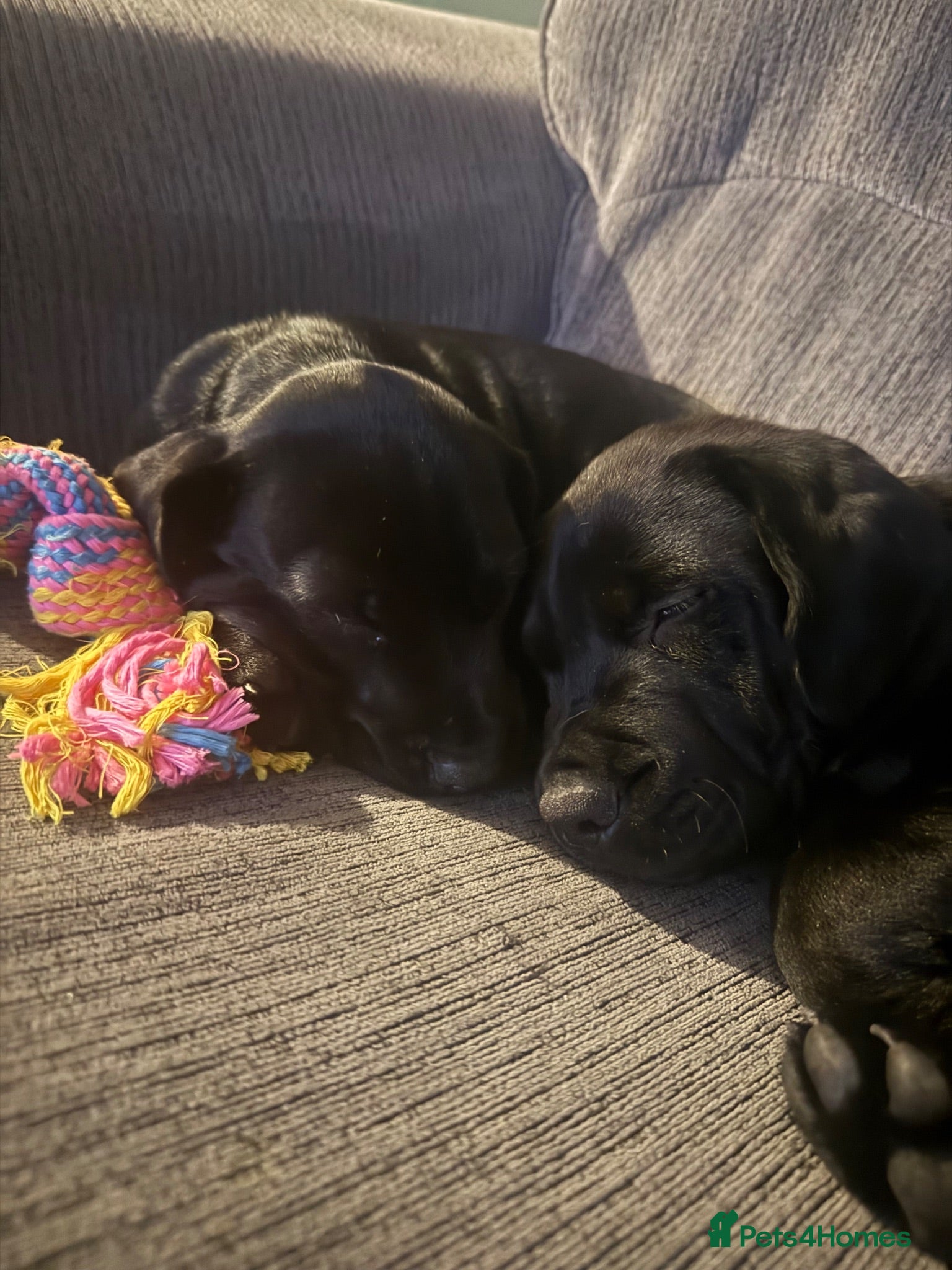 Mixed Breed dogs Shar pai x cockers  - Advert 4