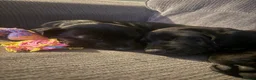 Mixed Breed dogs for sale: Shar pai x cockers  in Tewkesbury - Advert 1