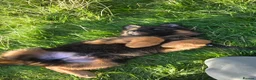 German Shepherd dogs for sale: Long hair German Shepherd puppy full health tests - Advert 13