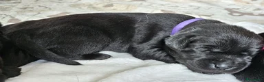 Labrador Retriever 3