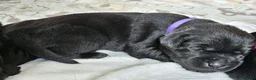 Labrador Retriever dogs for sale: Pedigree Labrador Puppies ready 10th September  - Advert 22