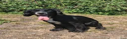 Cocker Spaniel dogs for sale: Beautiful Cocker spaniel  - Advert 9