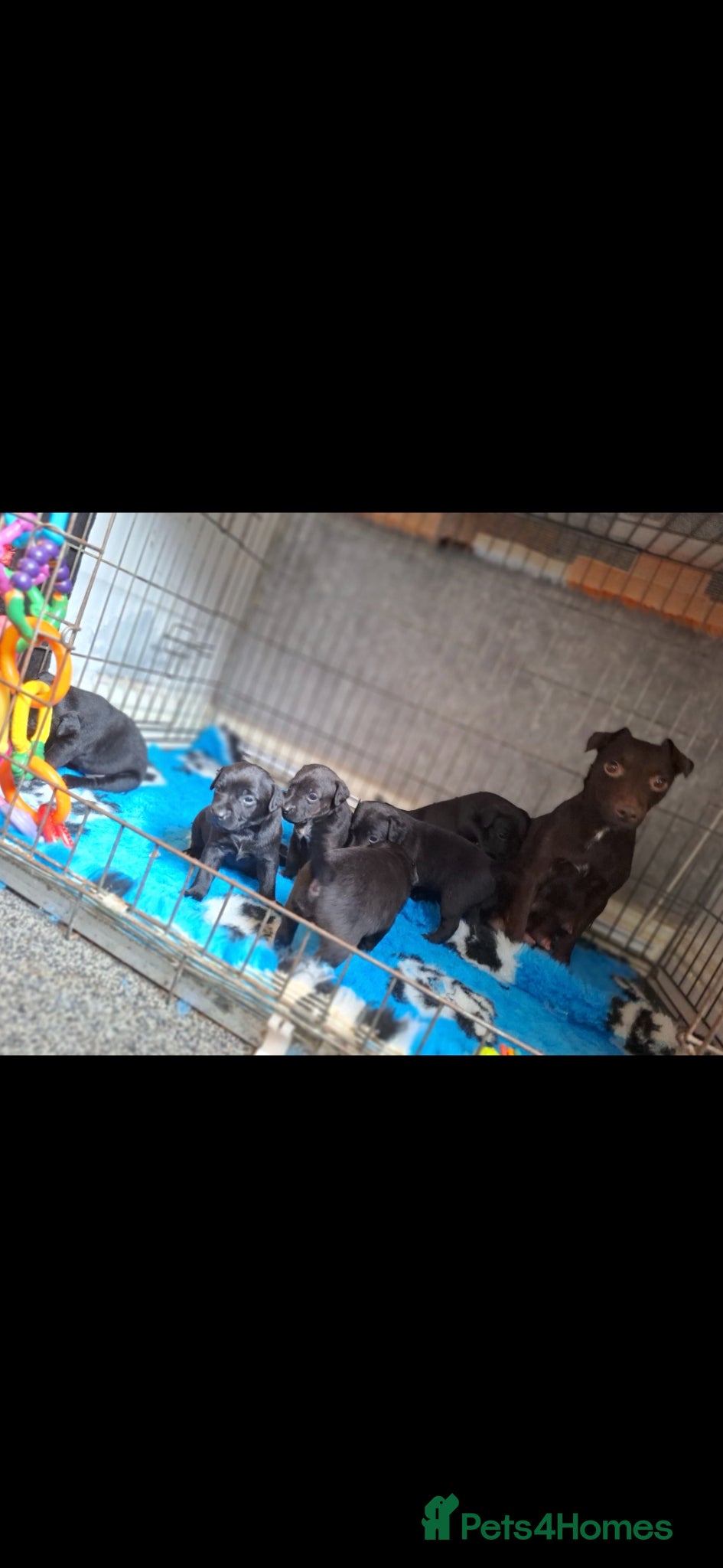 Patterdale Terrier dogs Patterdale babies - Advert 1