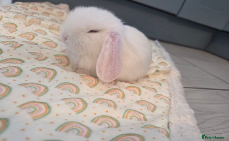 French Lop rabbits - Advert 4