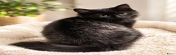 Mixed Breed cats for sale: Beautiful Kittens for sele - Advert 6