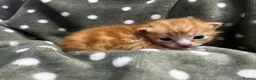 Persian cats for sale: Perfect Persian X Kittens - Advert 23