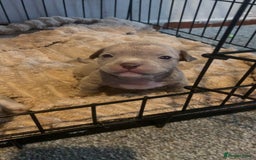 American Bully dogs for sale: Micro Exotic / pocket bully’s  - Image 5