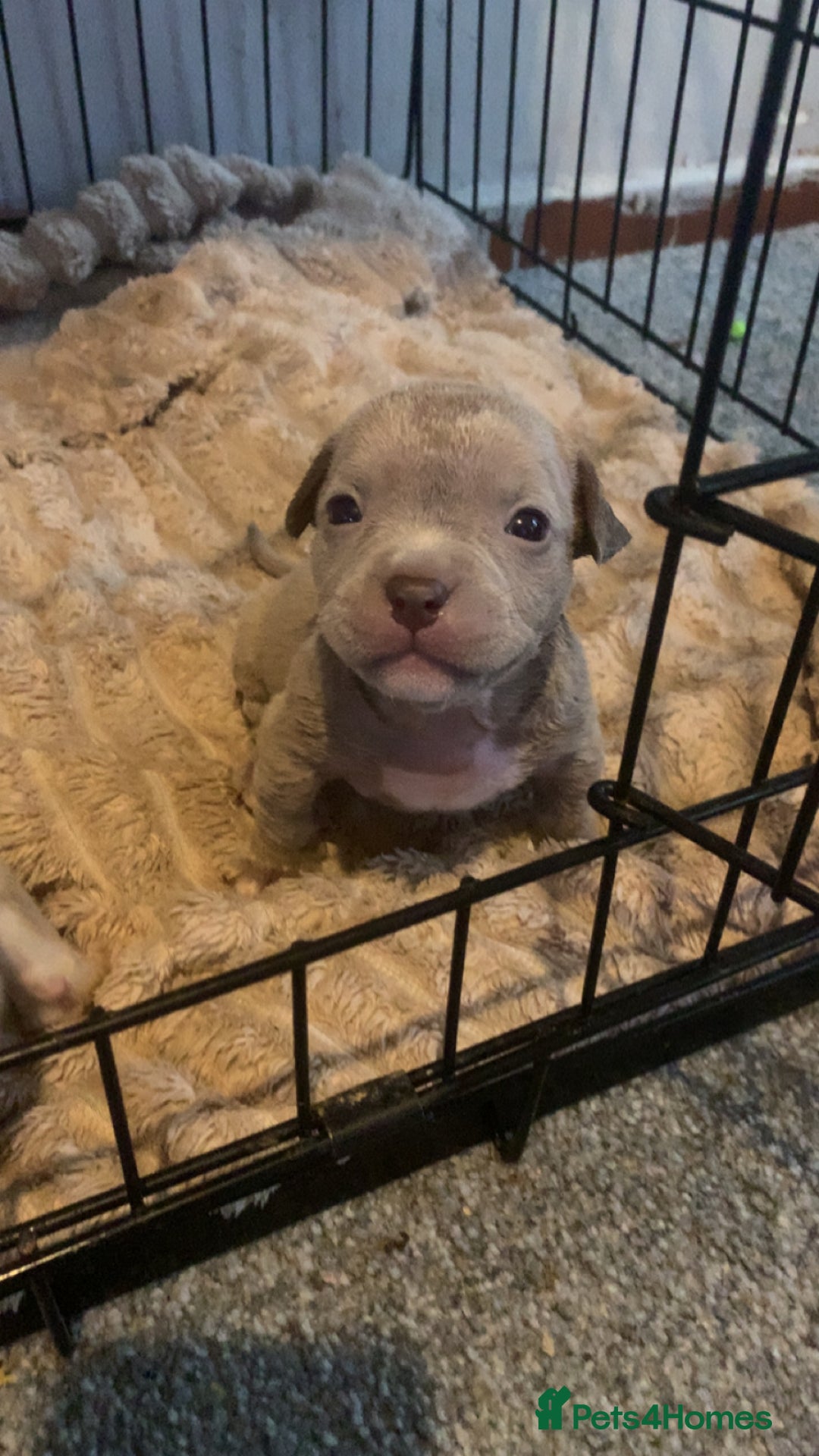 American Bully dogs for sale: Micro Exotic / pocket bully’s  - Image 5