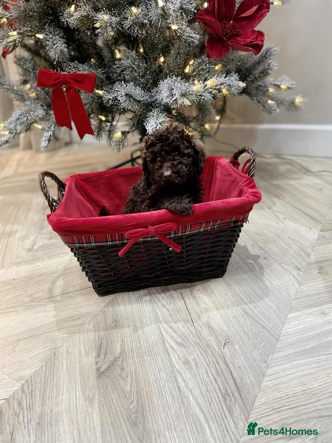 Mini Goldendoodle dogs for sale: LAST 2❗️Miniature goldenoodle pups ready now🏡🌟  - Advert 28