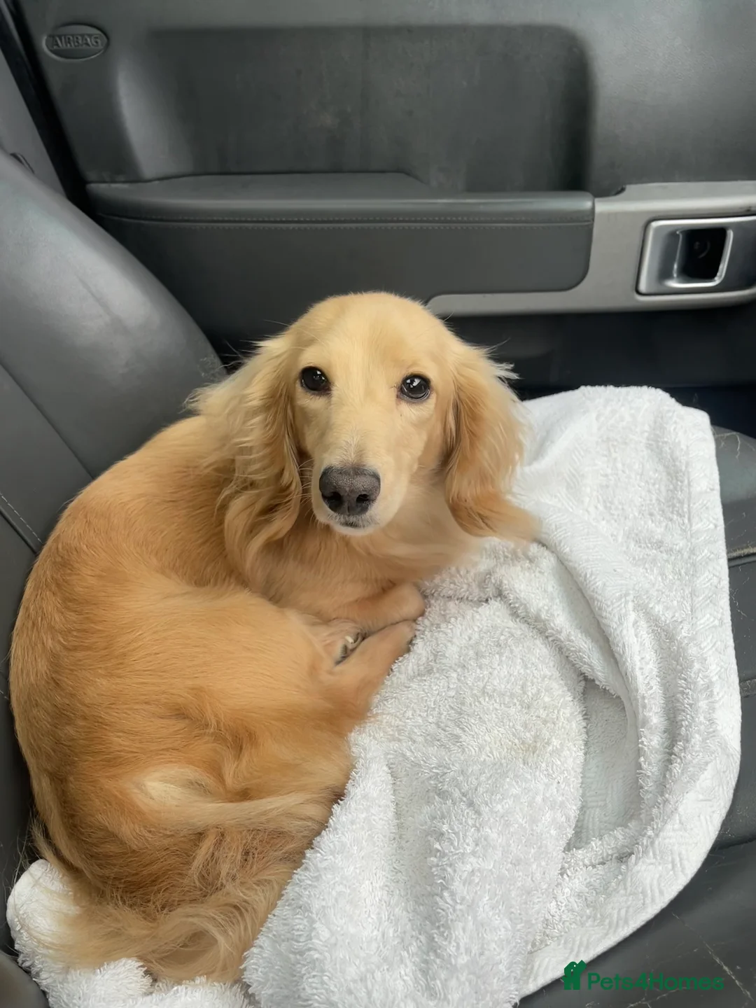 Miniature Dachshund dogs for stud: Shaded cream miniature dachshund 3.6kg - Advert 4