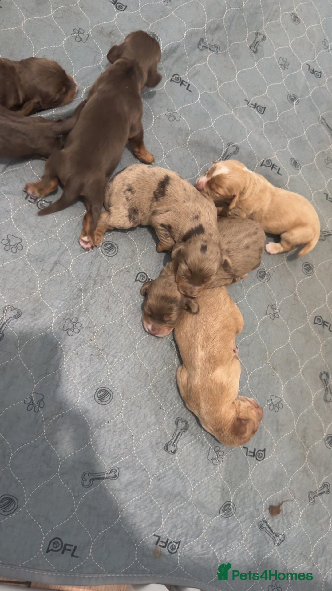 Cocker Spaniel dogs for sale: 7 stunning cocker spaniels  - Advert 1