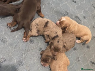 Cocker Spaniel dogs 7 stunning cocker spaniels - Advert 5