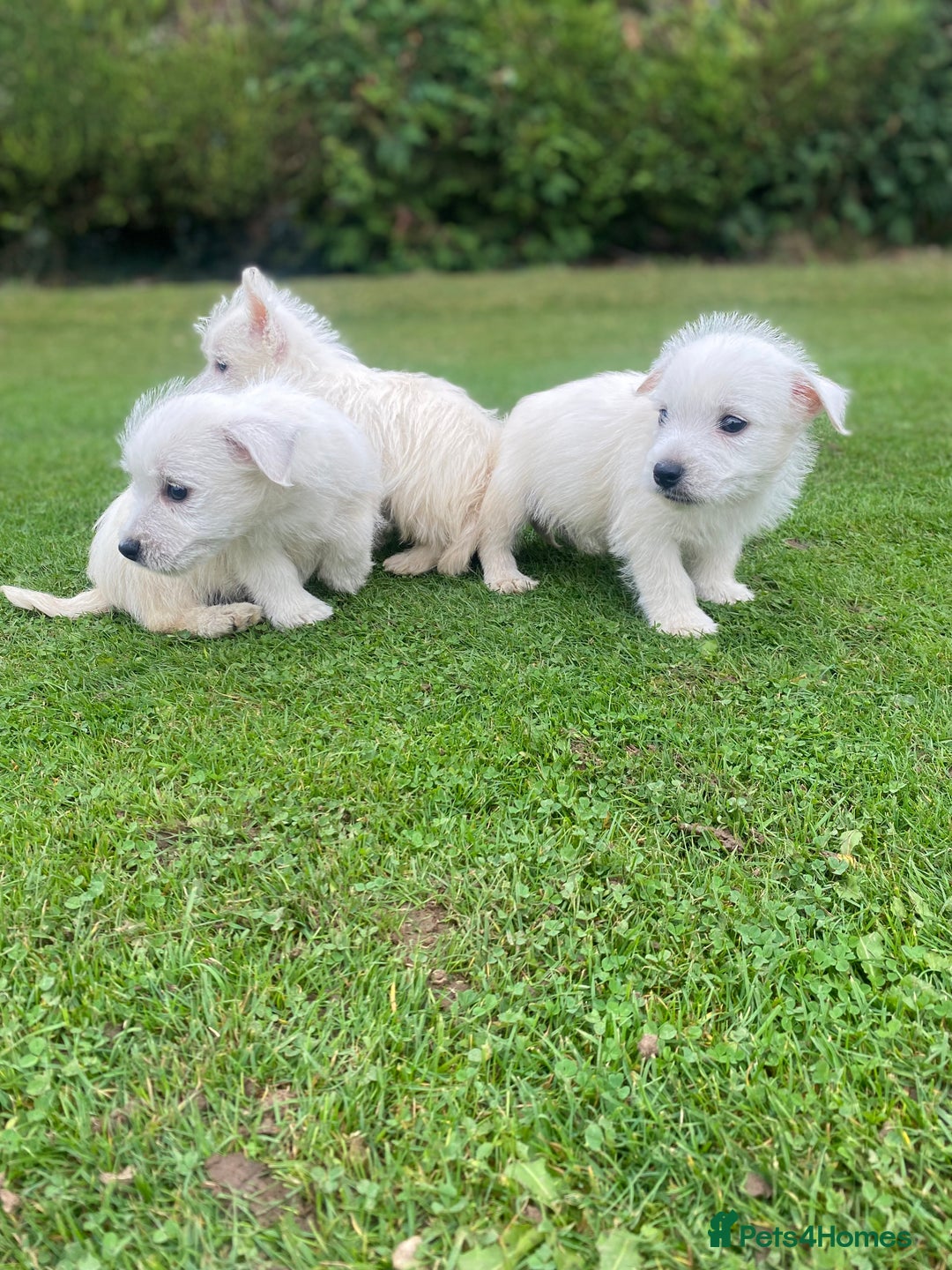 West Highland Terrier dogs for sale: West highland terriers - Image 16
