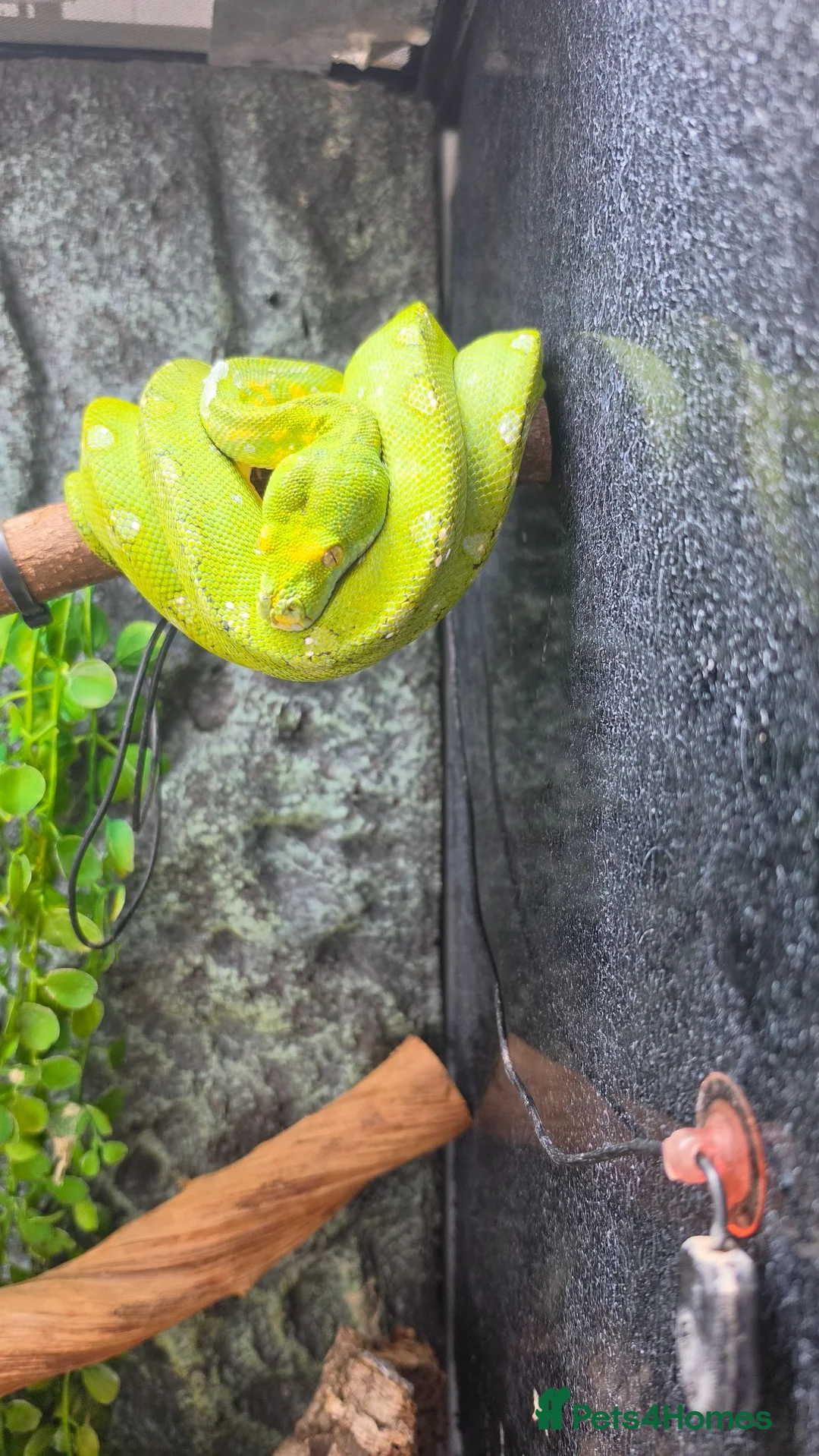 Python Snake reptiles for sale: Green tree python  - Advert 2