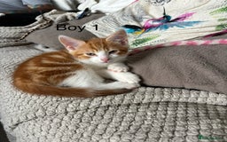 Mixed Breed cats for sale: 1 Gorgeous little boy left  - Image 24