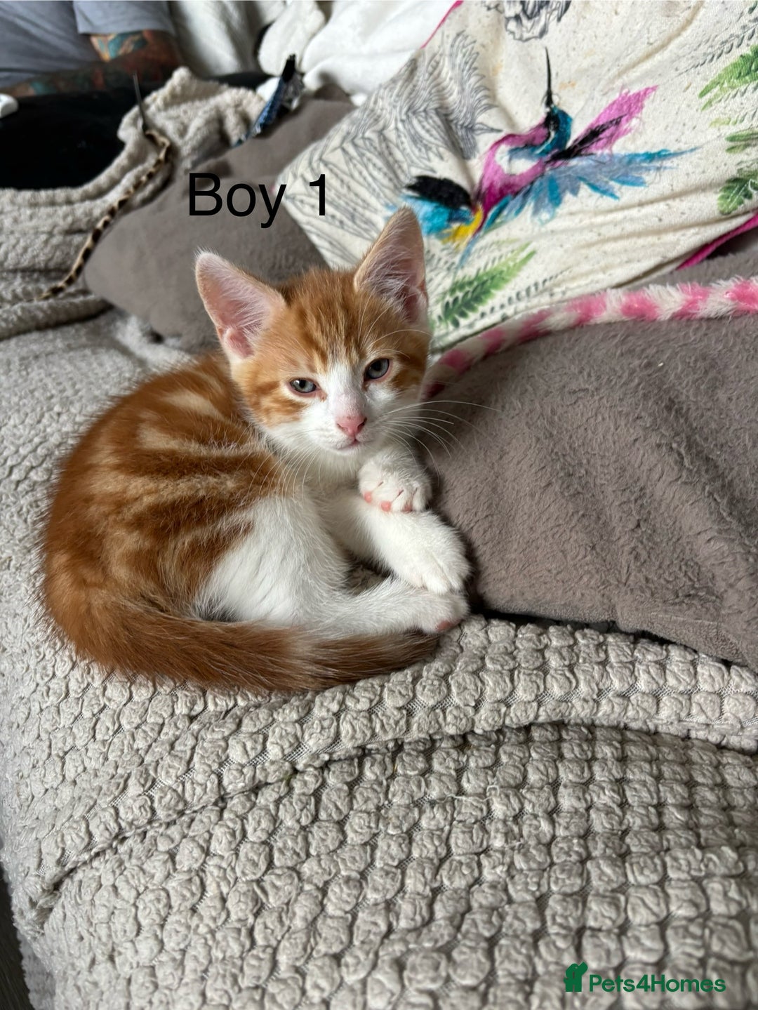 Mixed Breed cats for sale: 1 Gorgeous little boy left  - Image 24