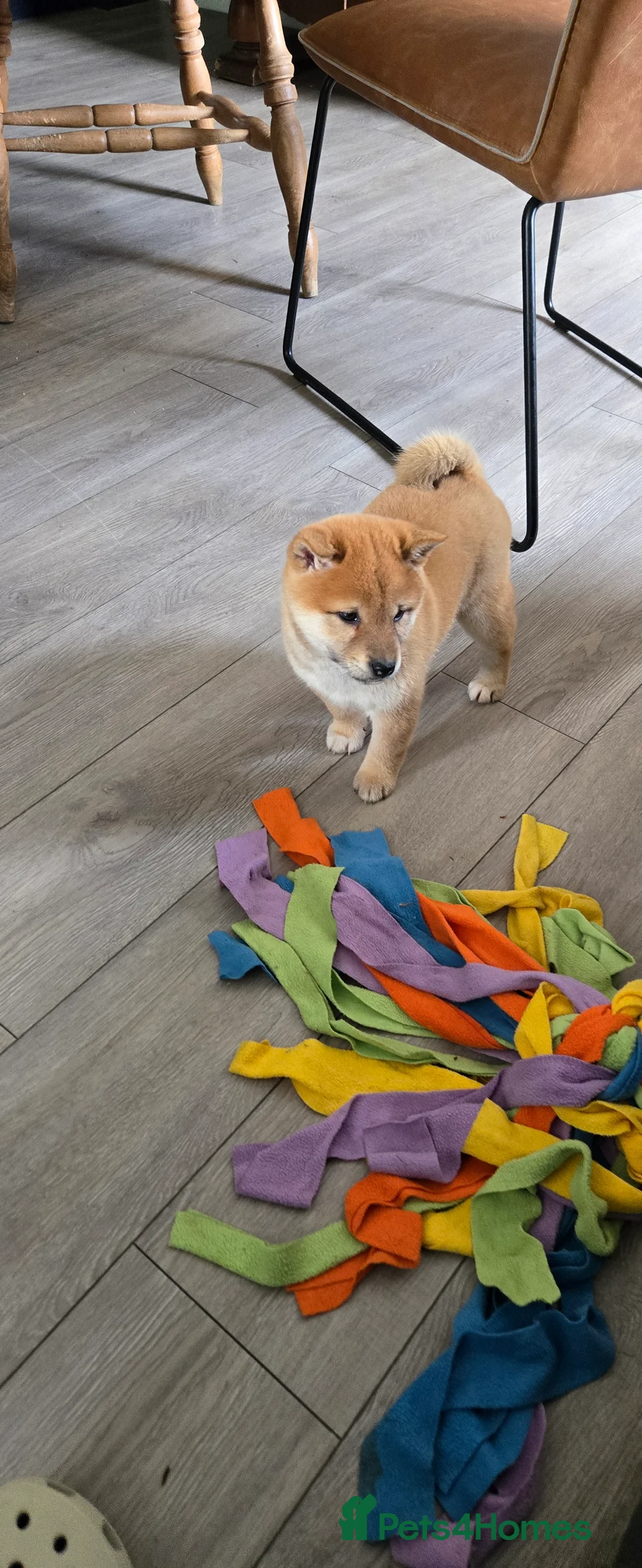 Japanese Shiba Inu dogs for sale: Stunning little Shibas - Advert 2