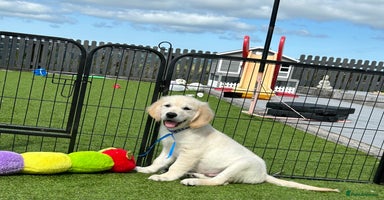 Golden Retriever dogs - Advert 3