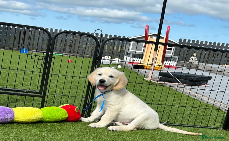 Golden Retriever dogs - Advert 2