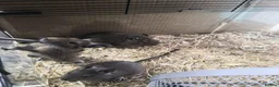 Degus rodents for sale: Young degus blue and brown boys and girls - Advert 18