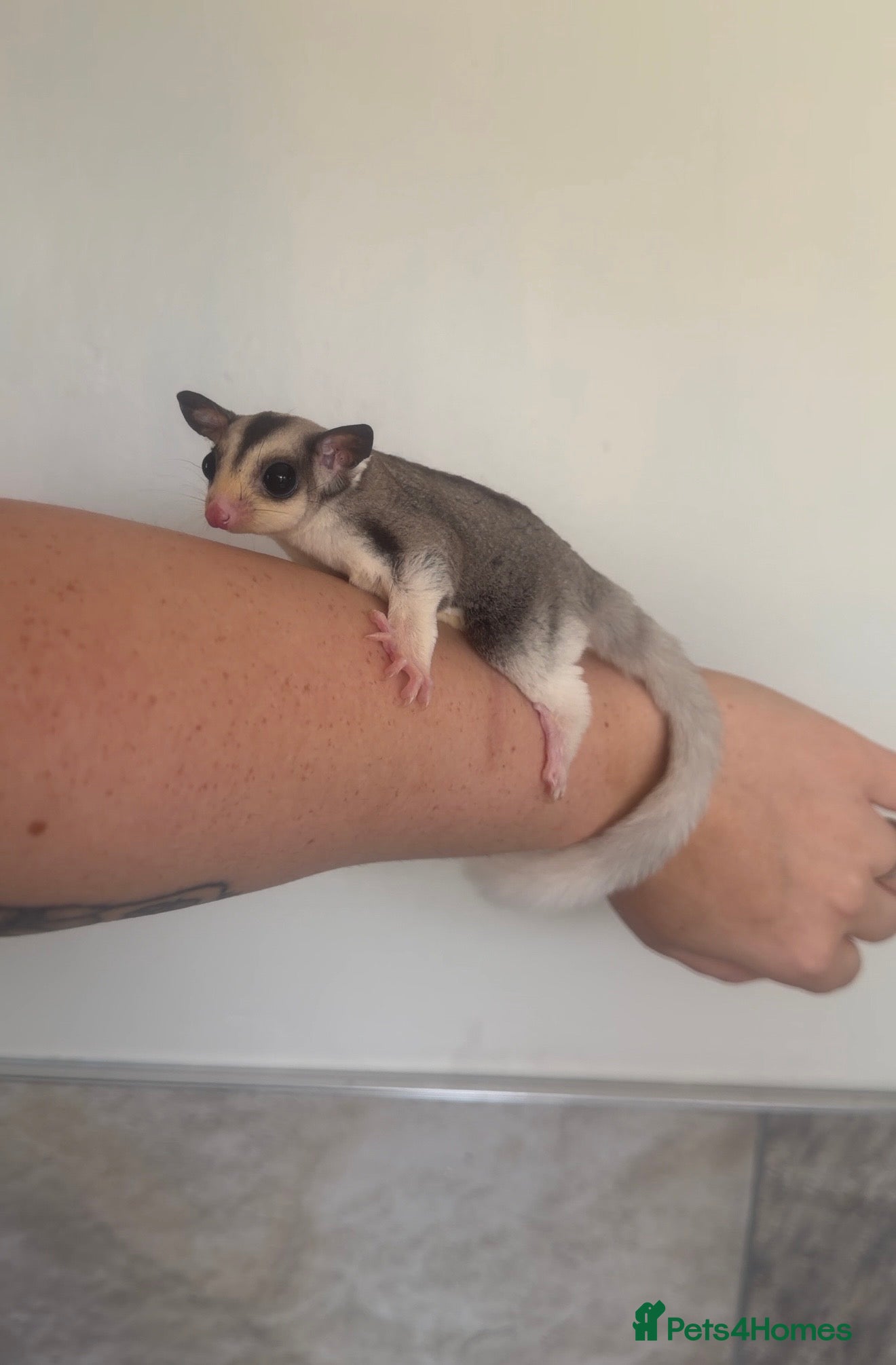 Sugar Glider rodents Female mosaic sugar glider  - Advert 6