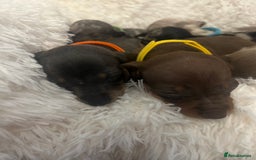 Miniature Dachshund dogs for sale: miniature dachshund puppies - Image 19