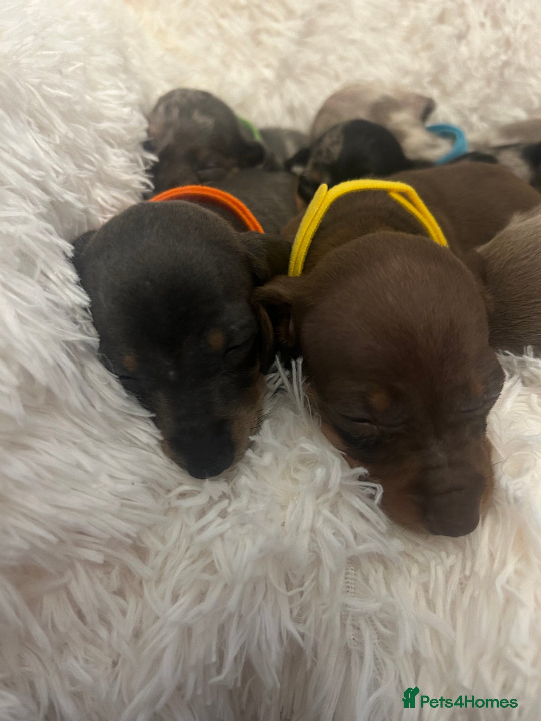 Miniature Dachshund dogs for sale: miniature dachshund puppies - Image 19