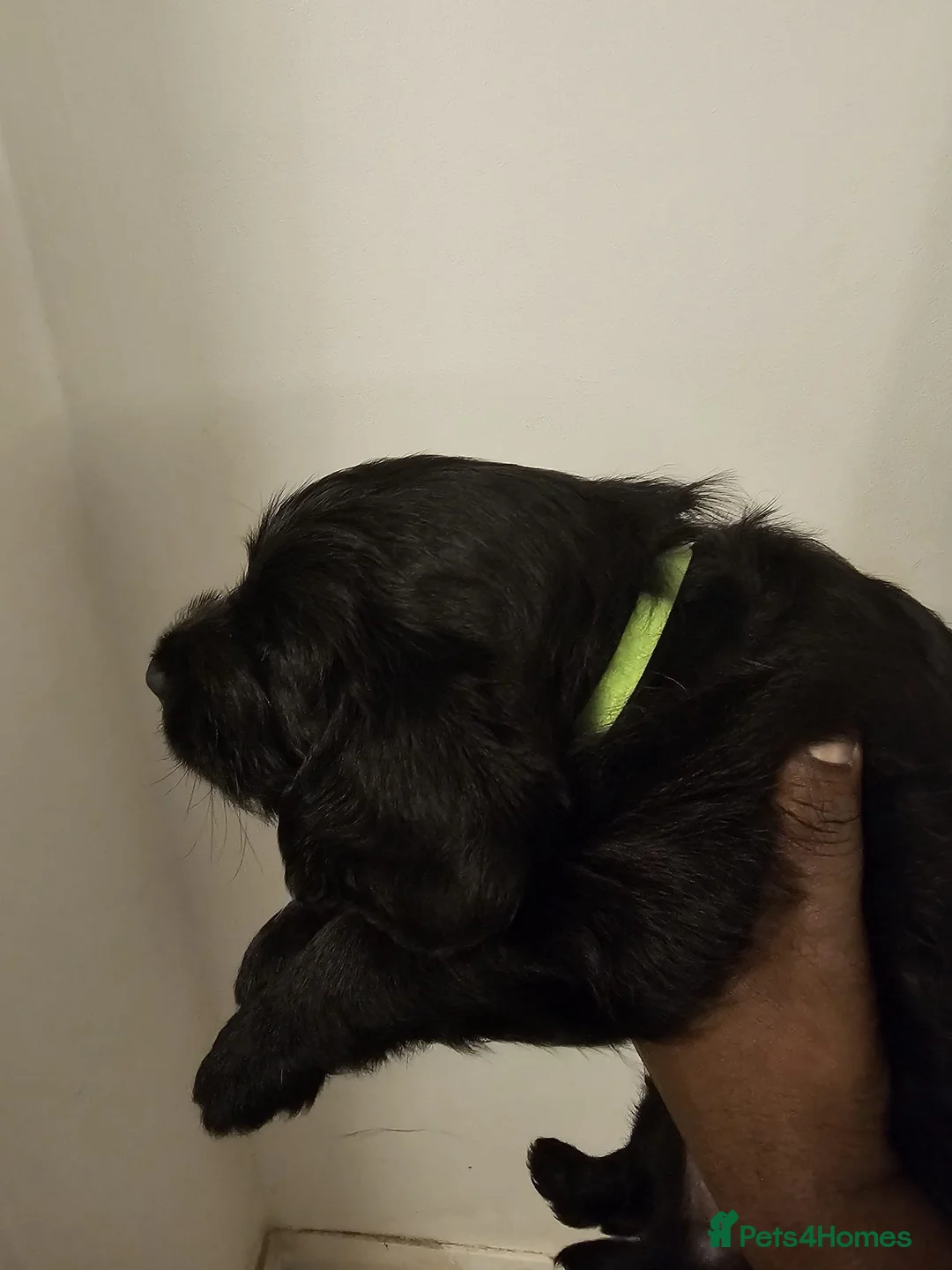 Labradoodle dogs for sale: PRICE DROP FOR LAST 2 Lovely Labradoodle pups! 🐶  - Advert 23
