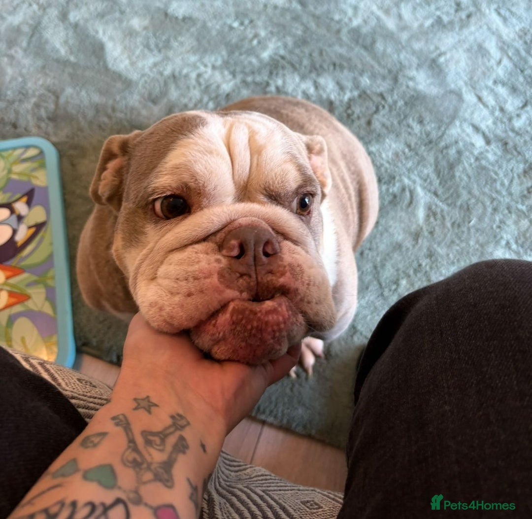 English Bulldog dogs for sale: British  bulldog for rehoming  - Advert 4